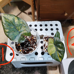 알로카시아 유카탄 프린세스 바리에가타