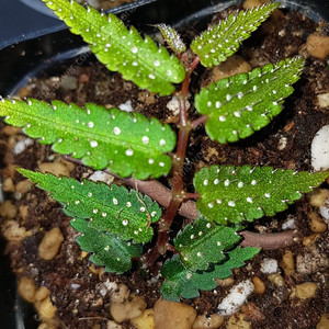 베고니아/프테리디포미스 (pteridiformis) 외/