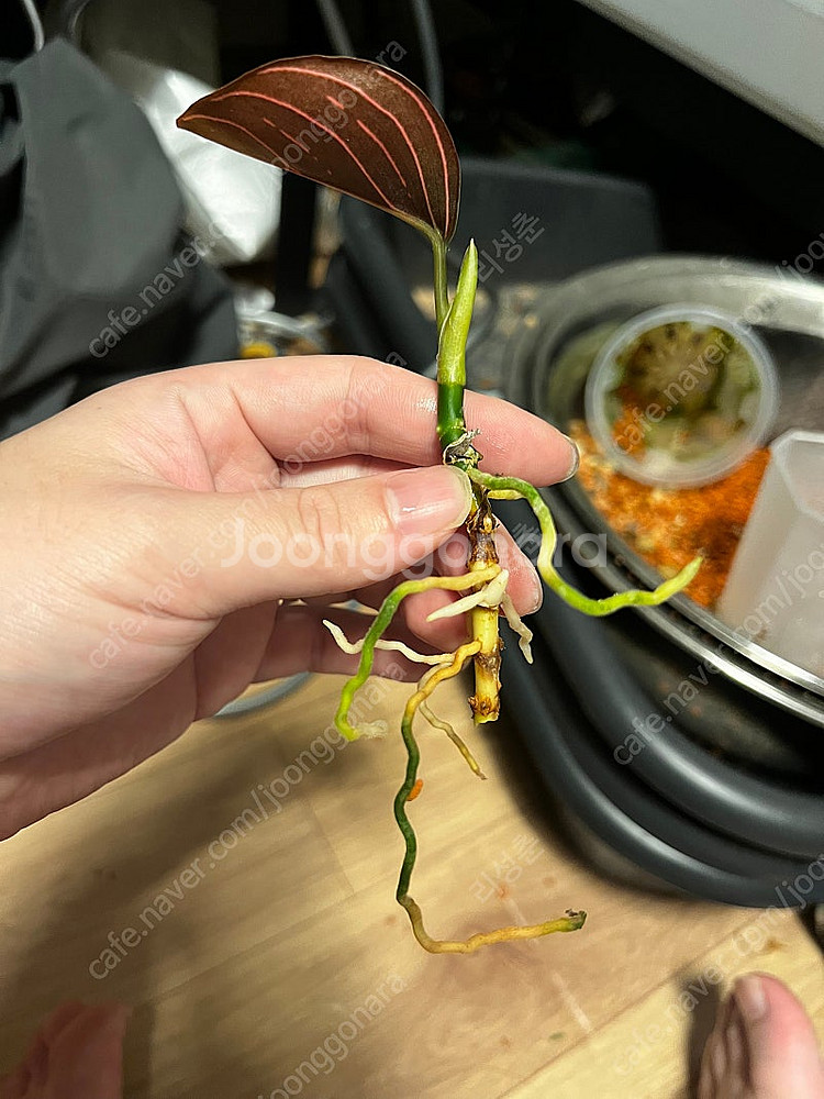 아글라오네마 픽텀 그레이 , 로툰덤 아체 판매합니다--1