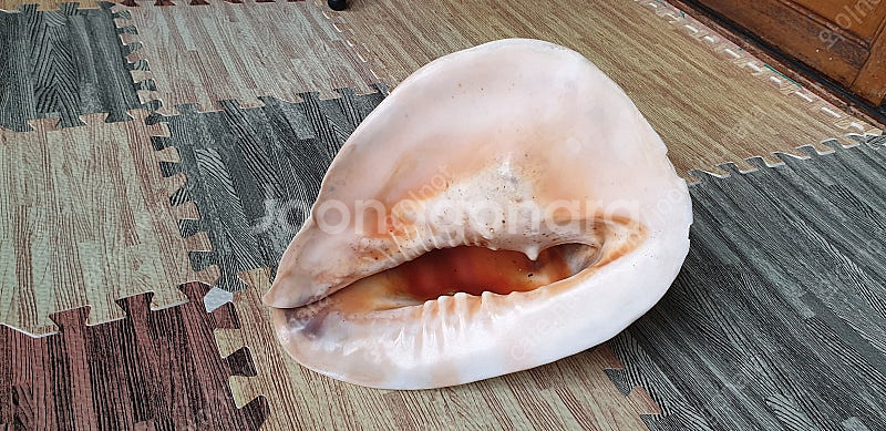 열대 바다 대왕조개 [ 인테리어 소품 혹은 수조관 소품...--0