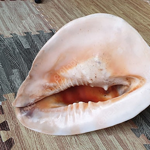 열대 바다 대왕조개 [ 인테리어 소품 혹은 수조관 소품 ]