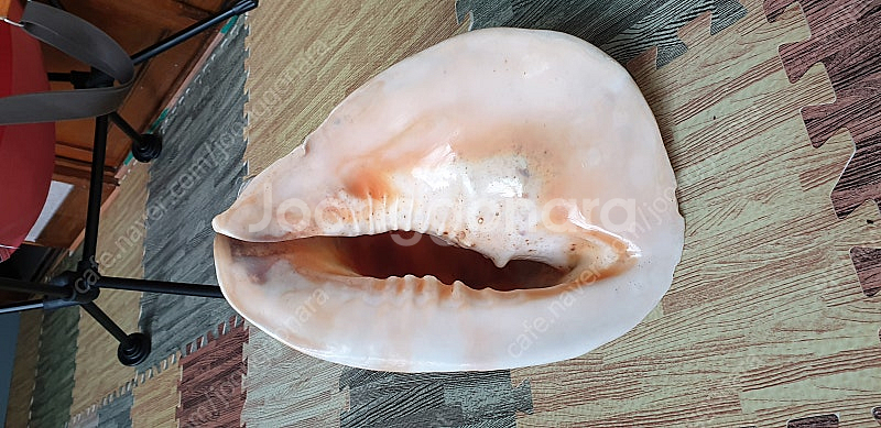 열대 바다 대왕조개 [ 인테리어 소품 혹은 수조관 소품...--3