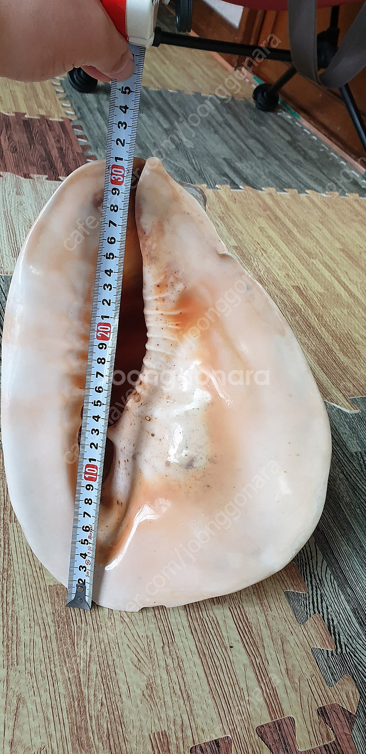 열대 바다 대왕조개 [ 인테리어 소품 혹은 수조관 소품...--4