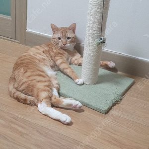 롯데시네마 영화티켓 한장 판매해요
