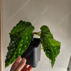 베고니아 오렌지루브라