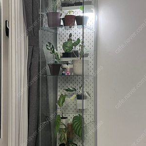 이케아 데톨프