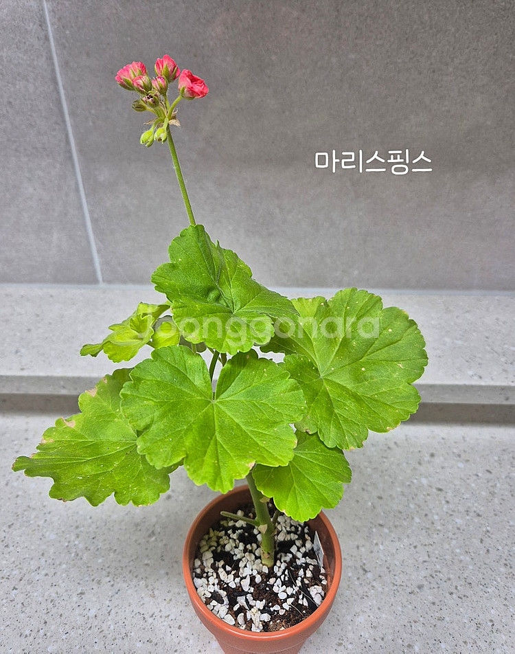 제라늄 (택포)--1