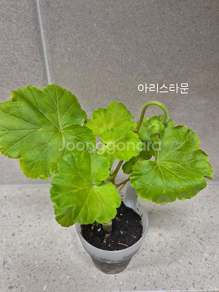 제라늄 (택포)--3