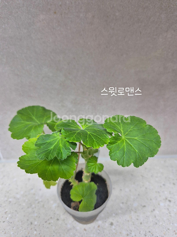 제라늄 (택포)--4