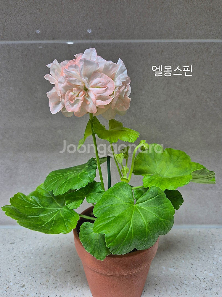 제라늄 (택포)--5