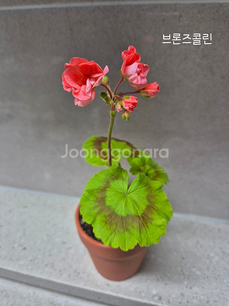 제라늄 (택포)--6