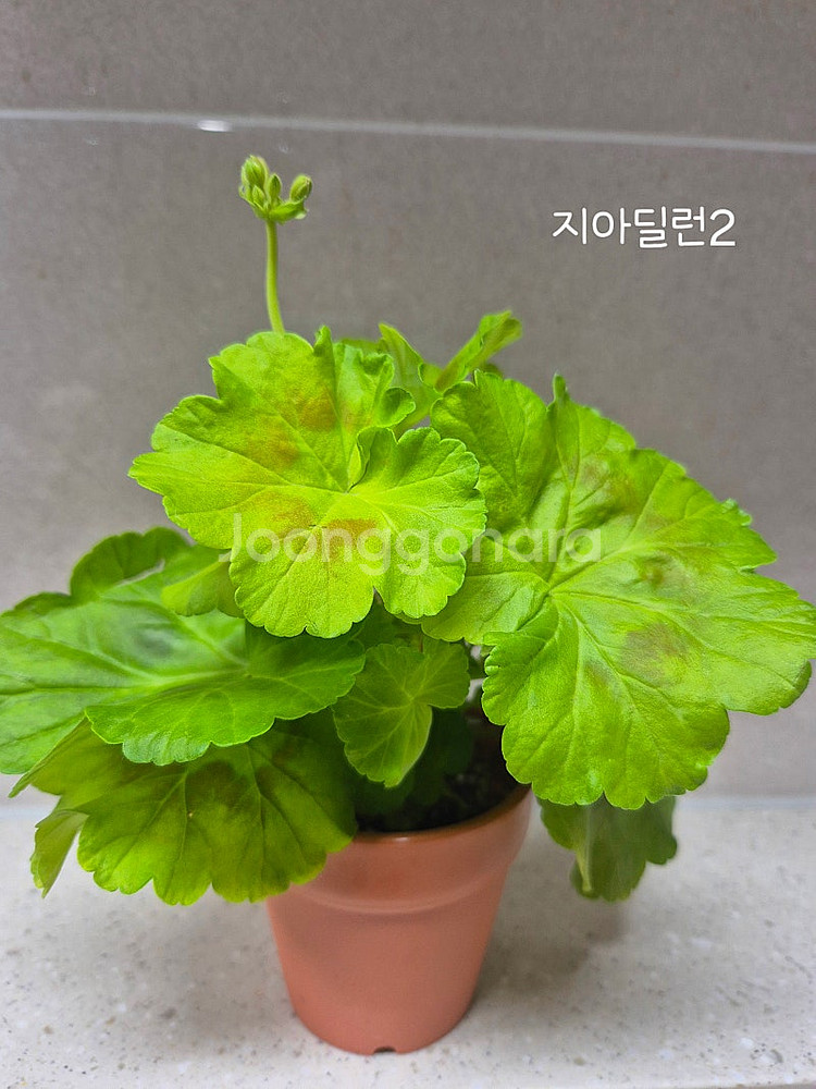 제라늄 (택포)--7