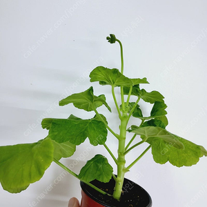 제라늄 송겨울 0.8