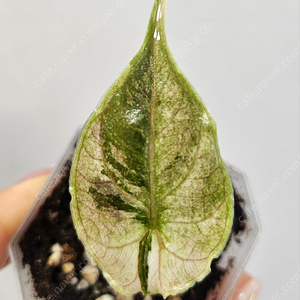 ((특S급 무천이 자구묘))알로카시아 아즈라니 핑크화이트 바리에가타 (동일상품)