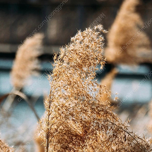 구매) 부산 경남 소니 a1 / a7r5 삽니다