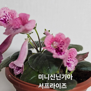 벅카이키스엔텔 옌란 서프라이즈 무명 제라늄아님 미니신닌기아 4종 일괄분양 합니다