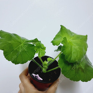 제라늄 몰타진주웨딩 러시아제라늄 1.7