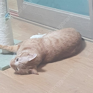 롯데시네마 영화티켓 한장 팝니다