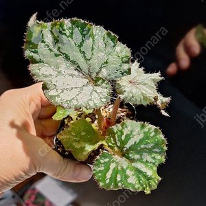 베고니아 바네사