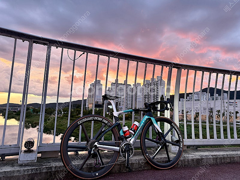 피나렐로 도그마 F - 네뷸라 그린 (500사이즈)--5