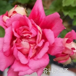 제라늄 유니콘 조날틱로즈 쪼꼬미1.0
