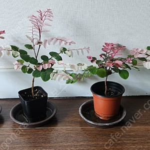 이쁘게 물든 소코라코 분양해요