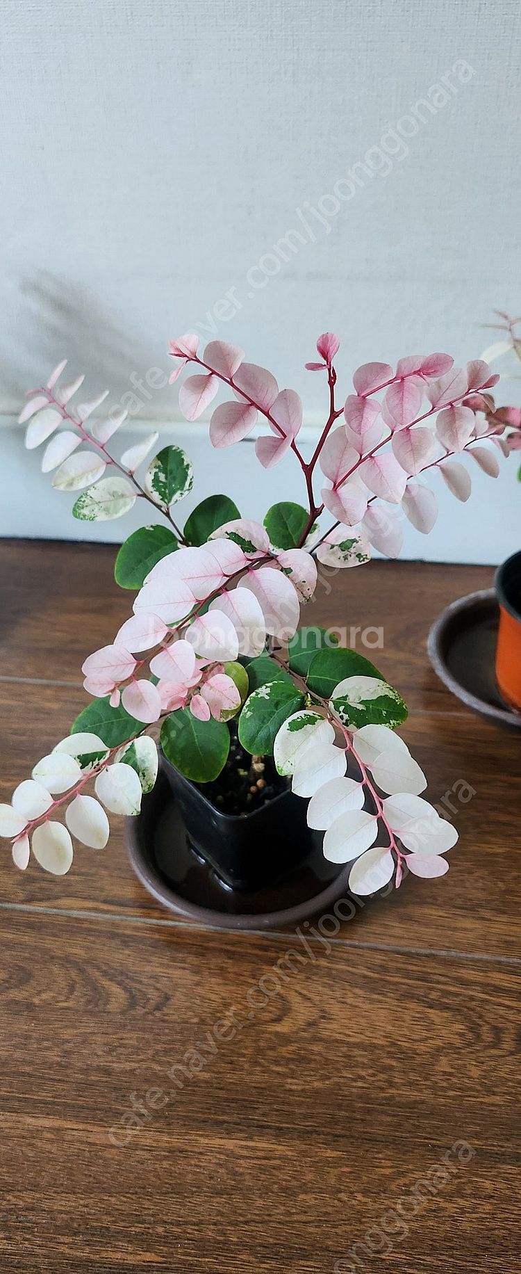 이쁘게 물든 소코라코 분양해요--5