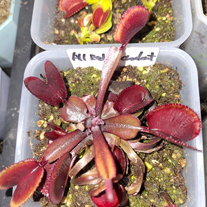 식충식물 파리지옥 분양합니다.