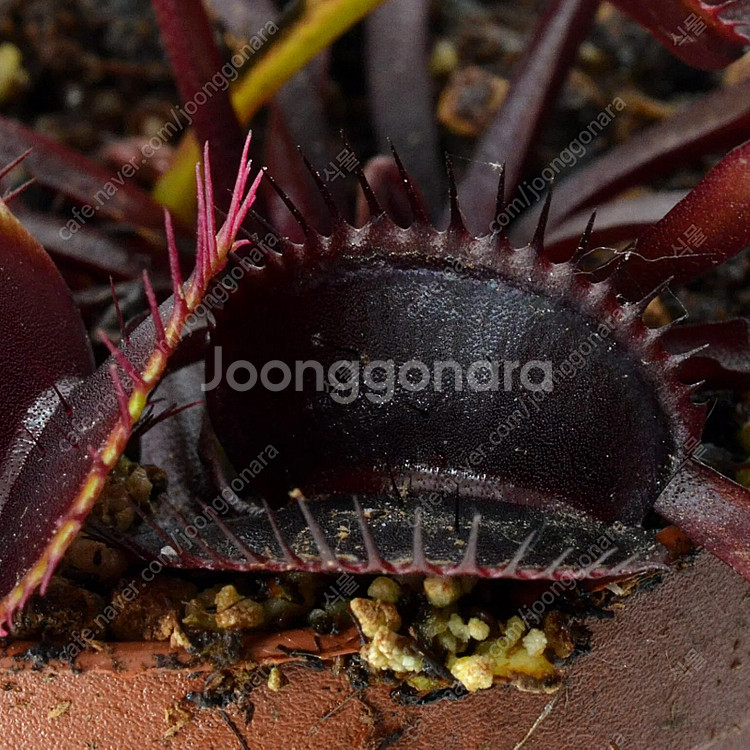 식충식물 파리지옥 분양합니다.--7