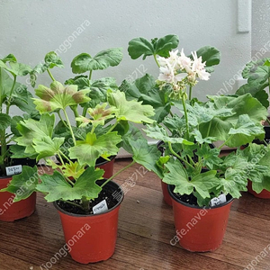 엔젤멜로디 yuz샤를로트 디아나 6종 제라늄