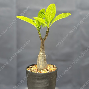 아프리카 코덱스 식물 분양 괴근