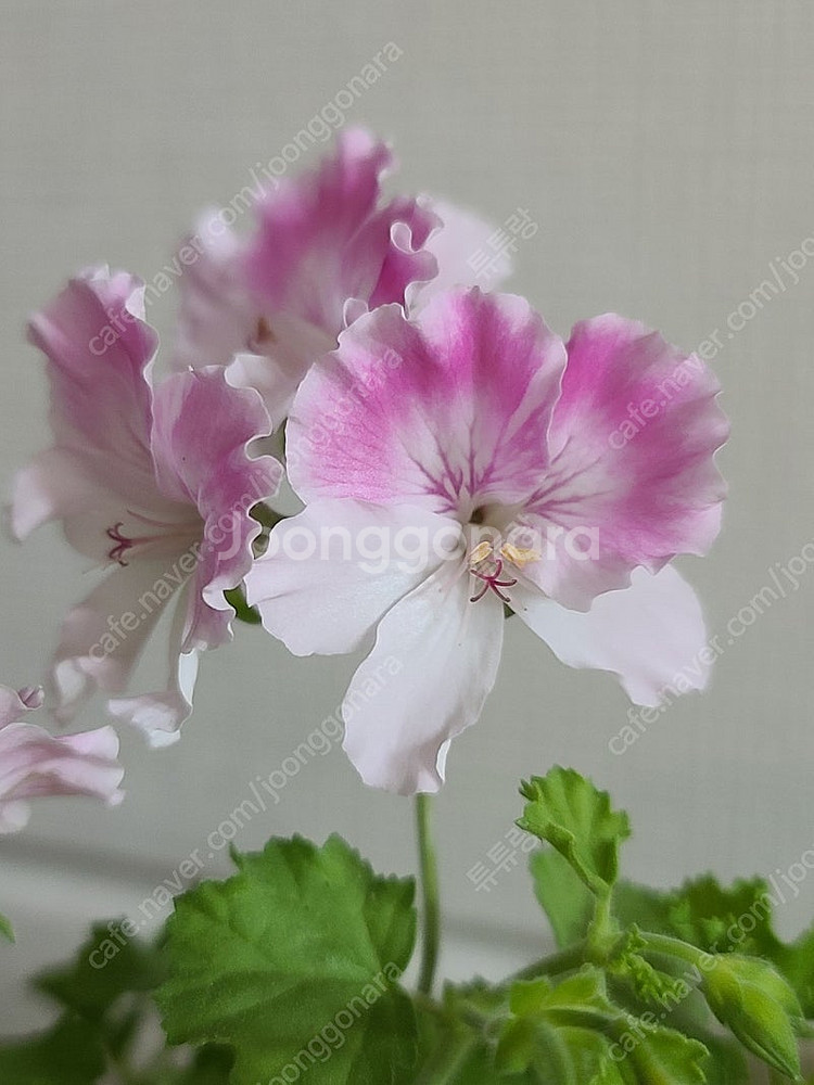 제라늄(리갈3종)--0