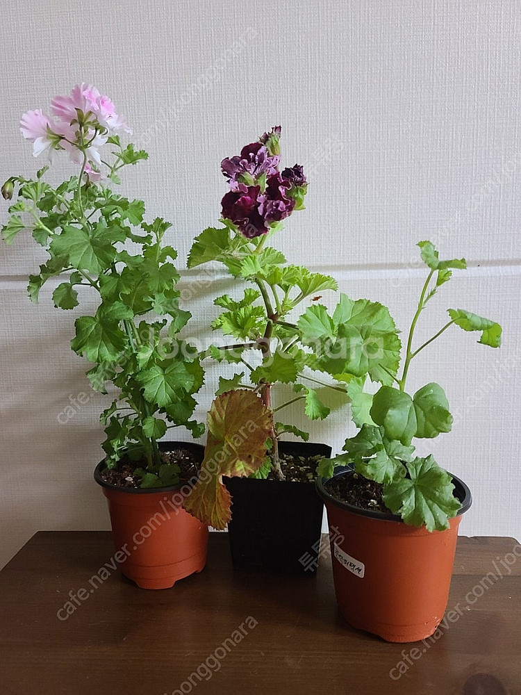 제라늄(리갈3종)--1