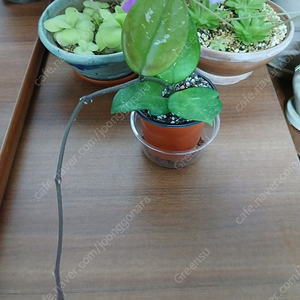 펀지(펀치)호야