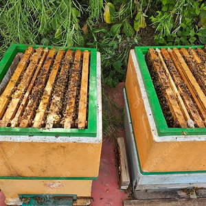 양봉 계상올린벌 4통 판매합니다.