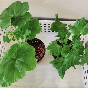 블루퀸즈티아라.블루루비 마젠타 국내변종 제라늄2종 러시아제라늄 ×