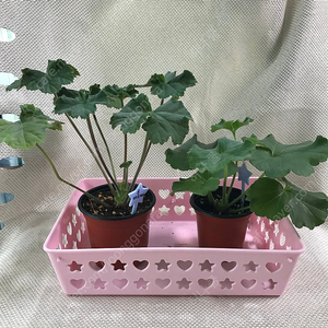 제라늄
