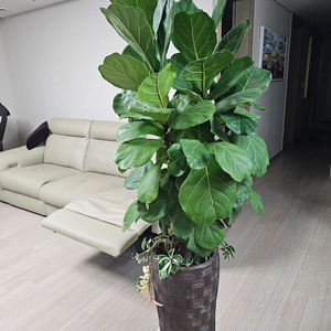 (가격인하)떡갈나무(화분포함)
