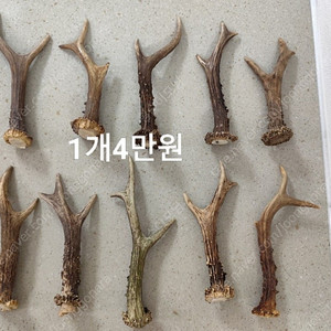 노루뿔 경쇠 낙각 녹각