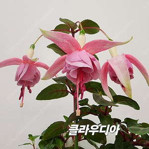 후쿠시아 ~4종세트