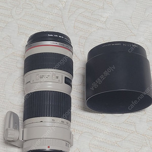 캐논 70-200 f4 애기백통