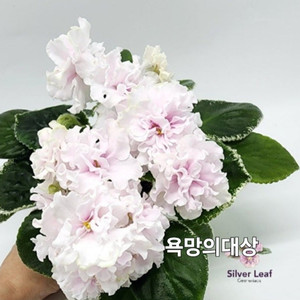 욕망의대상 BB다리나 LF바닐라 LF릴리야 눈위의라즈베리 윈드인레페스트커 제라늄아님 러시아바이올렛 6종 일괄분양 합니다