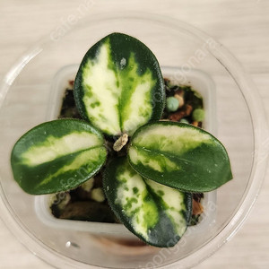 호야 마틸드 바리+ 라쿠노사 민트코인 세트
