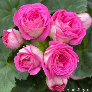EC 피치어벤추리.TA 러브스토리.UG 골초브의 노래 러시아제라늄 3종