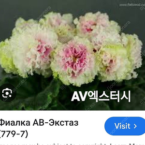 러시아바이올렛 (제라늄.신닌기아x)