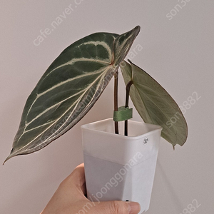 안스리움 킹오스 . 안스리움 럭셔리안스. 안스리움 NSE 레드크리스탈리넘 (그린ㅍㄹㅅㅌ 개체) anthurium