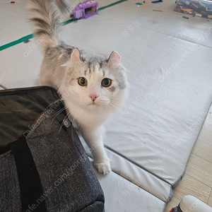 고양이 무료분양