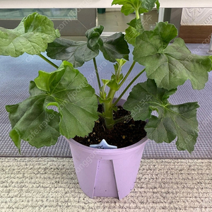(제라늄)