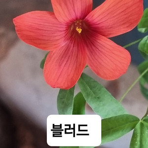 고급종 사랑초 비너스 블러드 캔디박스체리
