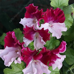 제라늄 콴탁퍼펙션 분양